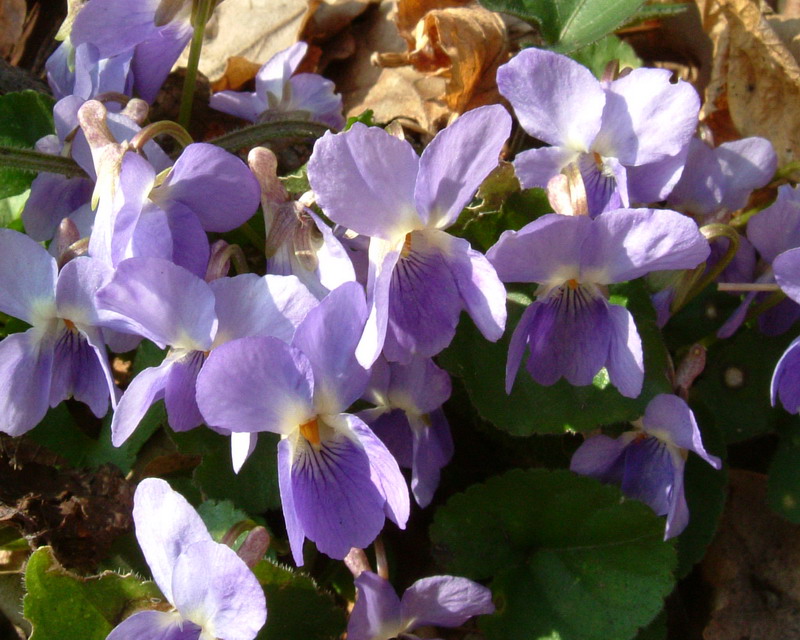 Viola reichenbachiana
